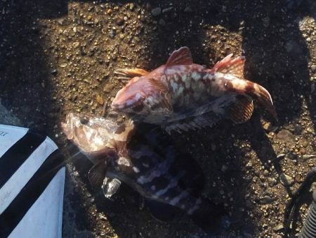 カサゴ、クエ、ハゼなど